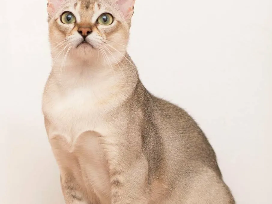 新加坡猫