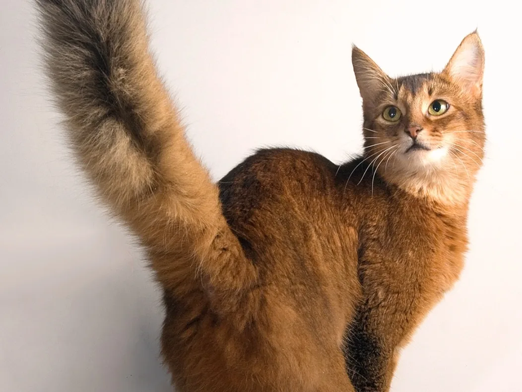 索马里猫