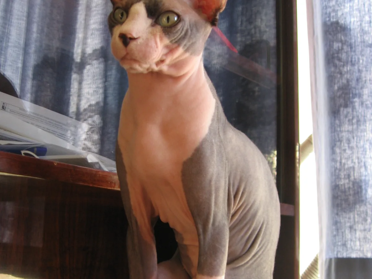 斯芬克斯无毛猫