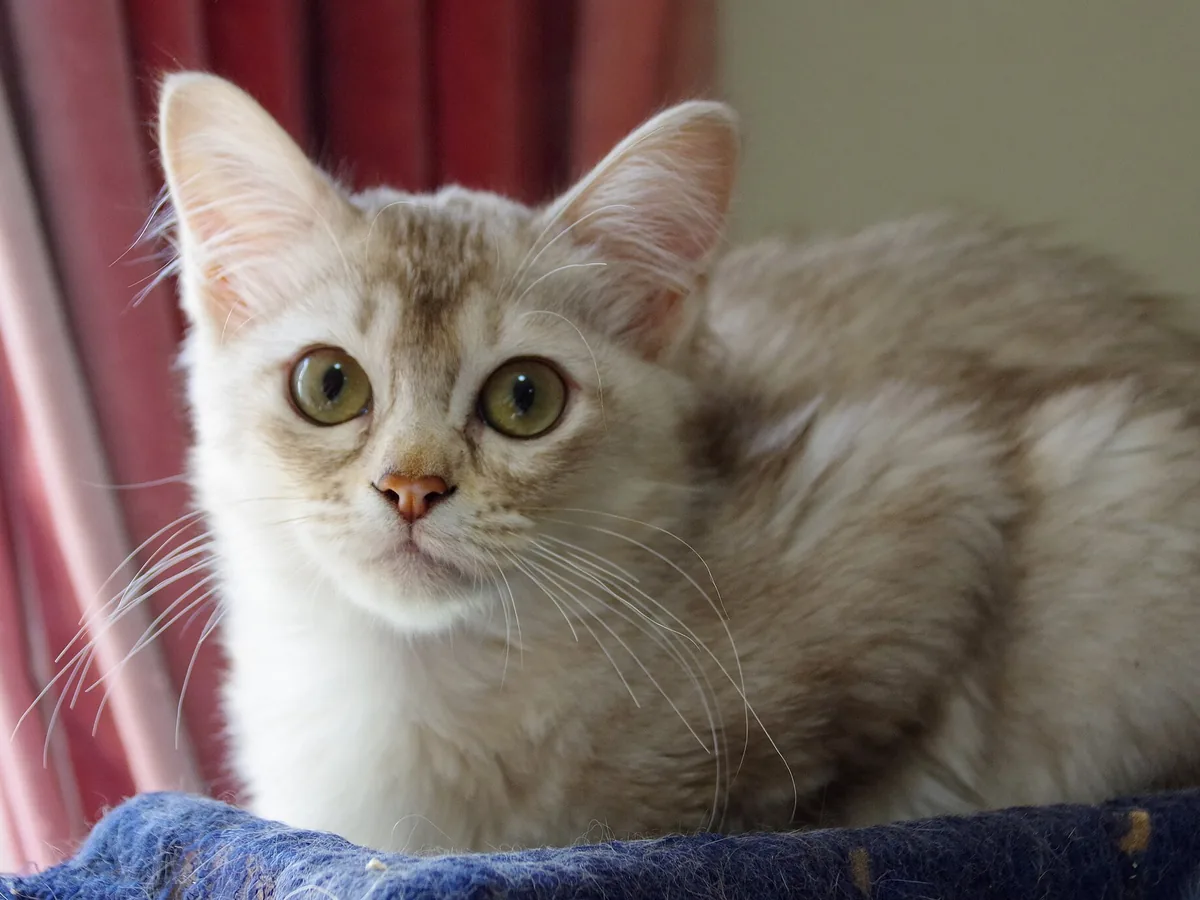 蒂法尼猫