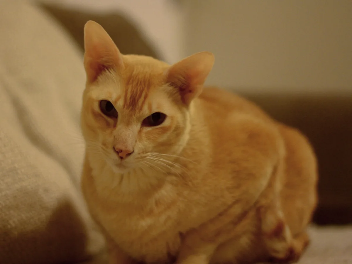 Tonkinese