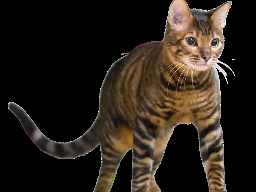 玩具虎猫