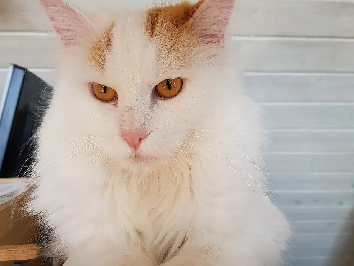 土耳其梵猫