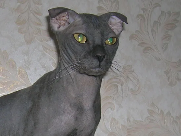 乌克兰列夫科伊猫